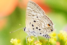 Carterocephalus christophi - Bleierner Haarschwanz